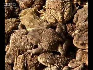 蟾蜍 要 放 哪裡 比較 好